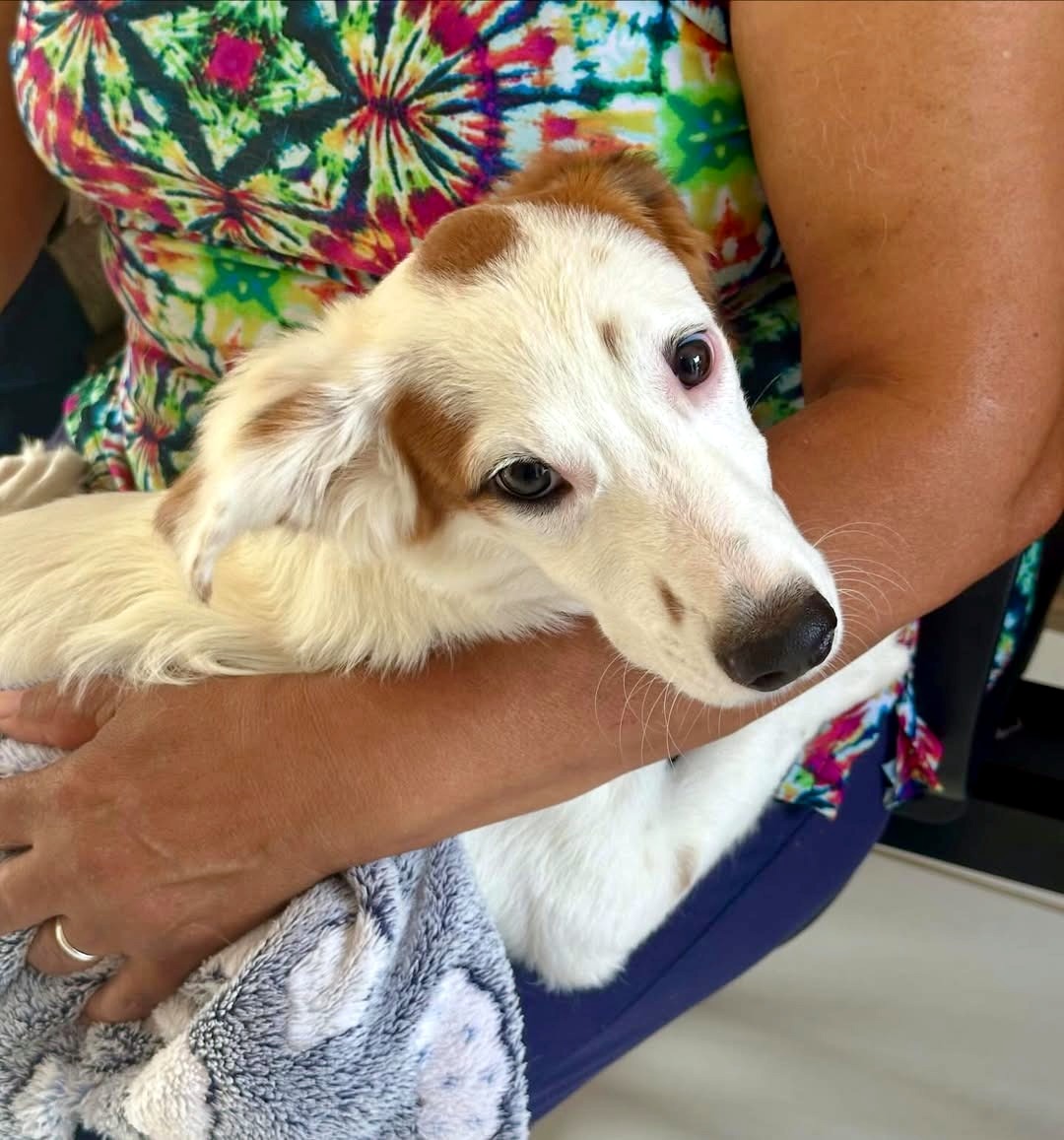 Distrito de Caravaggio terá ação gratuita de castração neste sábado