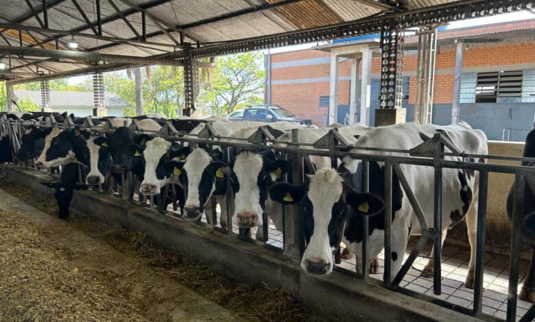 Mais de R$4,5 milhões são movimentados no primeiro dia de operações do Pronampe Leite BRDE SC