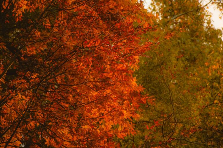 Portal Veneza | Notícias de Nova Veneza e Santa Catarina 2 Portal Veneza | Notícias de Nova Veneza e Santa Catarina