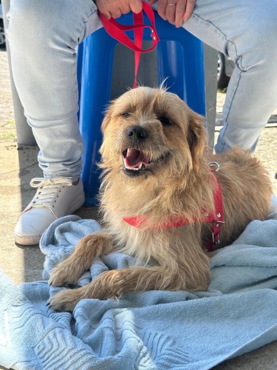 Distrito de São Bento Baixo recebe mutirão de castração de cães e gatos
