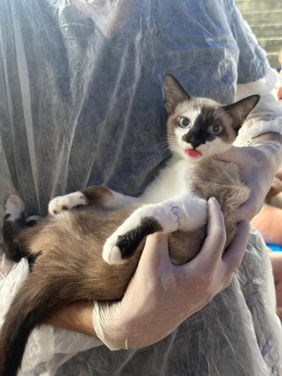 Distrito de São Bento Baixo recebe mutirão de castração de cães e gatos