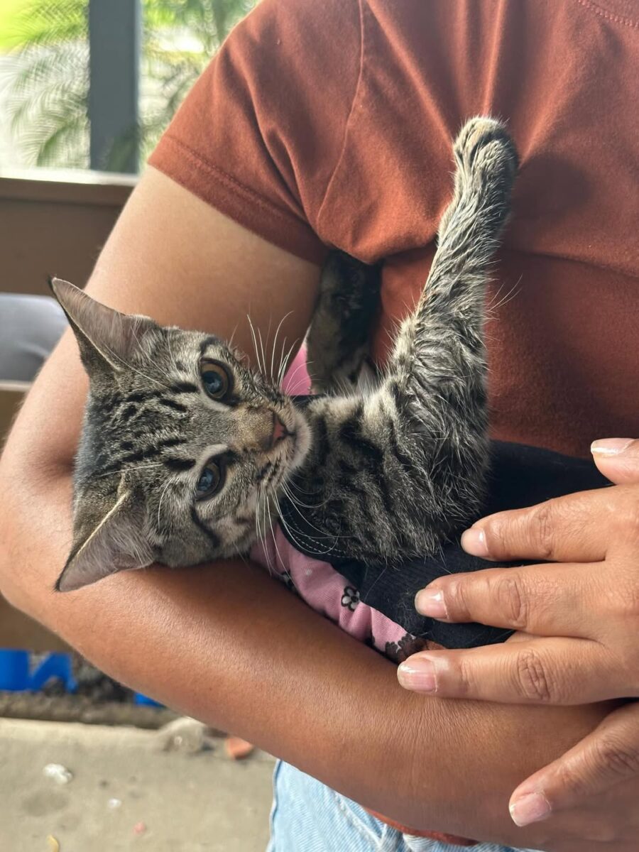 Distrito de São Bento Baixo recebe mutirão de castração de cães e gatos