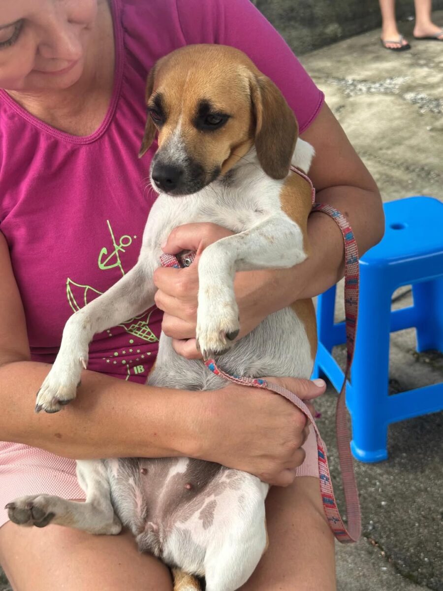 Distrito de São Bento Baixo recebe mutirão de castração de cães e gatos