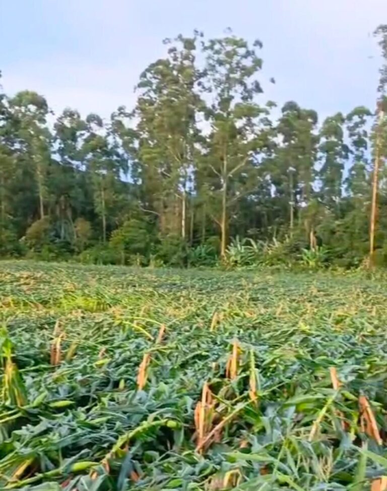 Portal Veneza | Notícias de Nova Veneza e Santa Catarina