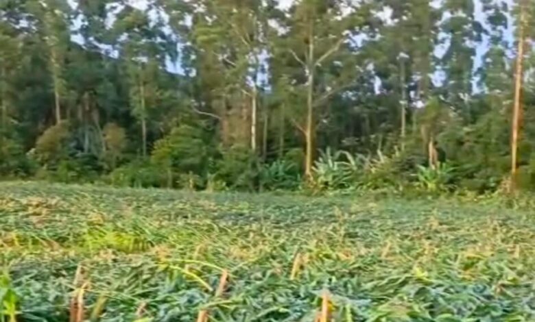 Temporal com granizo causa estragos em comunidades de Nova Veneza