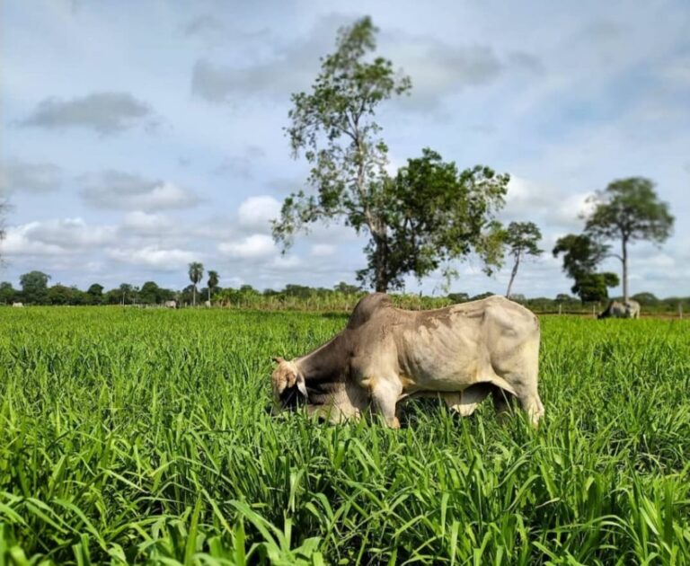 Portal Veneza | Notícias de Nova Veneza e Santa Catarina