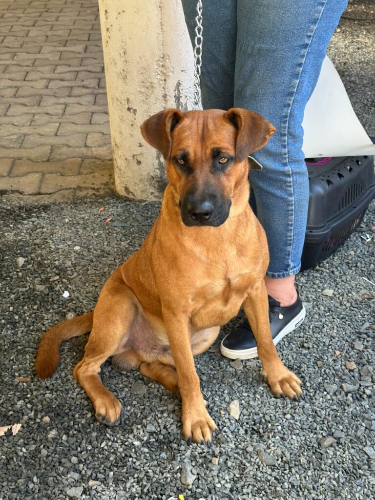 Portal Veneza | Notícias de Nova Veneza e Santa Catarina