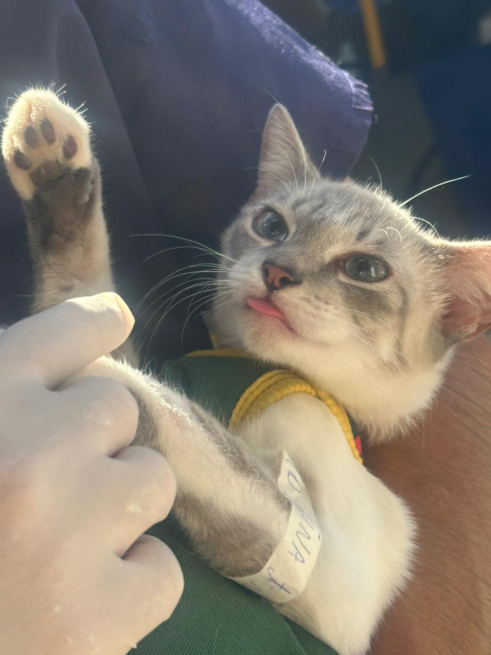 Com novidade da microchipagem, ação de castração beneficia mais de 100 animais em Nova Veneza