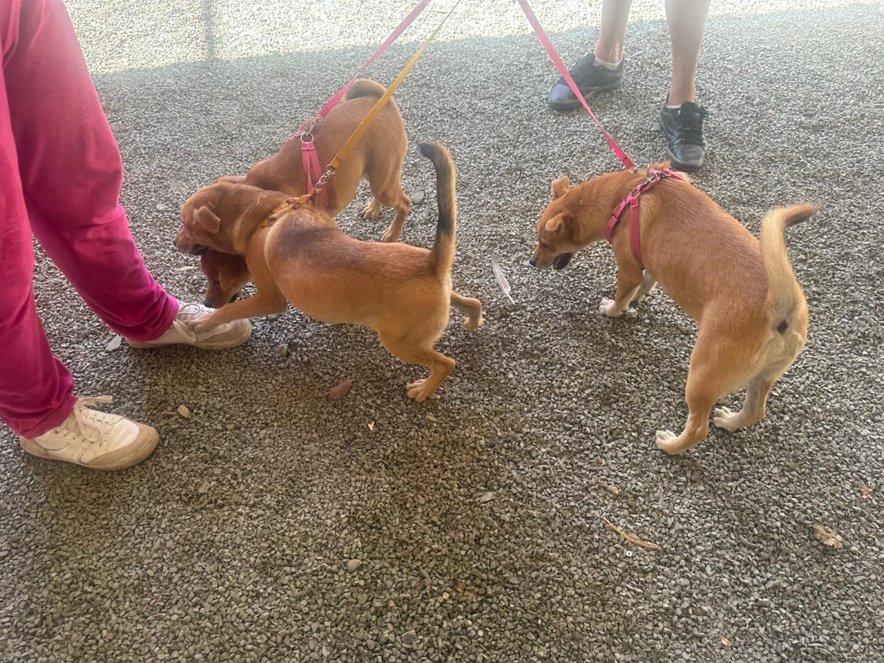 Com novidade da microchipagem, ação de castração beneficia mais de 100 animais em Nova Veneza