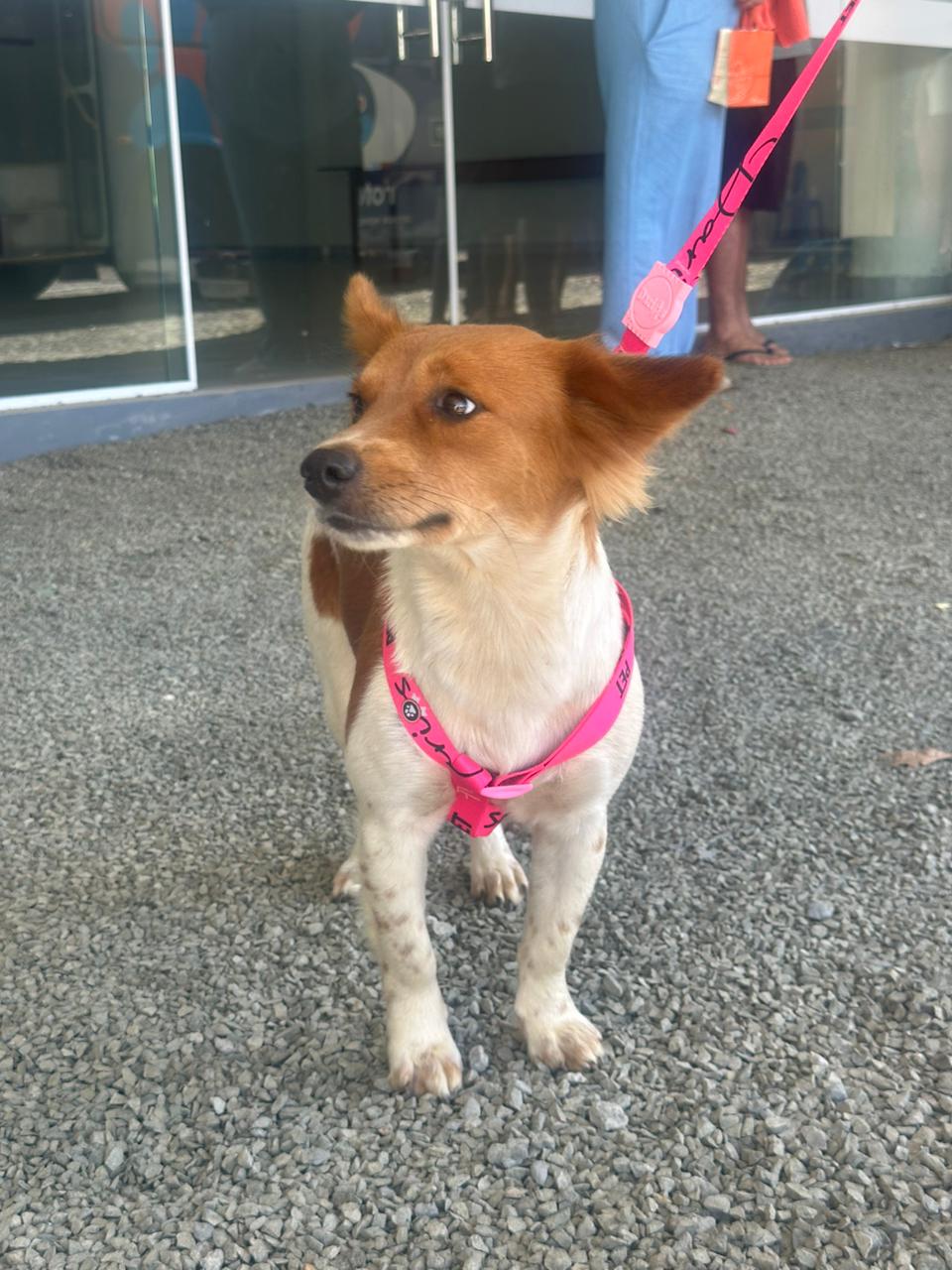 Com novidade da microchipagem, ação de castração beneficia mais de 100 animais em Nova Veneza