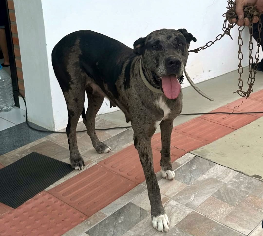 Em um ano, Nova Veneza supera marca de mil castrações de cães e gatos