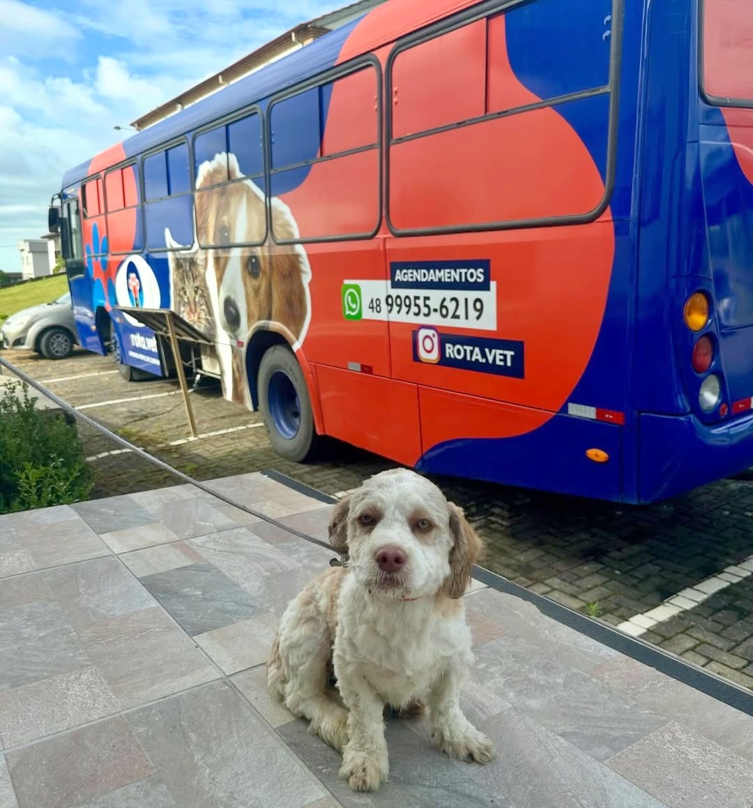 Em um ano, Nova Veneza supera marca de mil castrações de cães e gatos