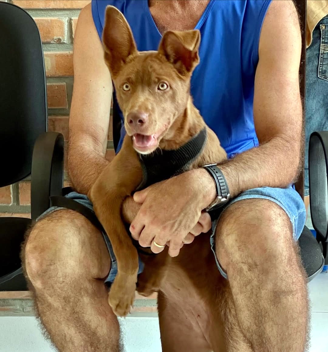 Em um ano, Nova Veneza supera marca de mil castrações de cães e gatos