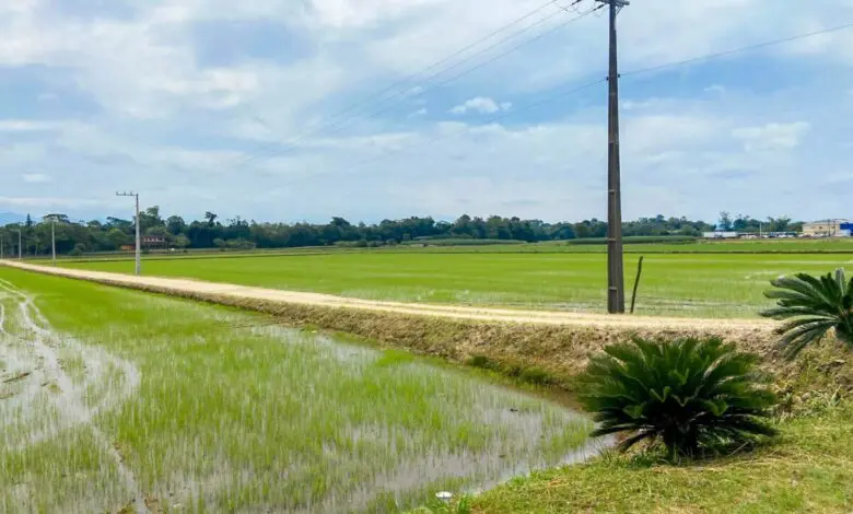 Santa Catarina é líder de cultivo no sistema pré-germinado de arroz