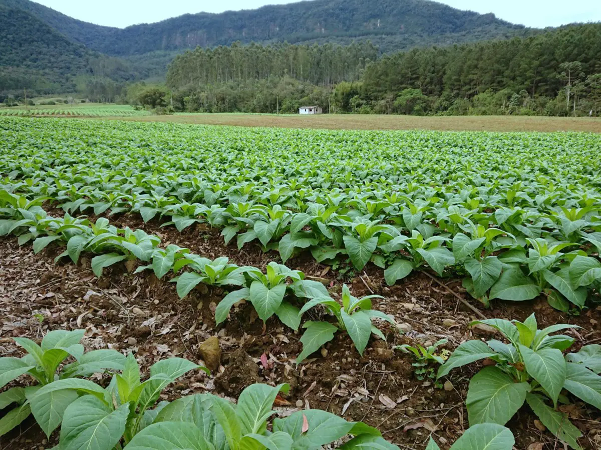 Produtor rural tem até sexta-feira, 29, para fazer a declaração ITR