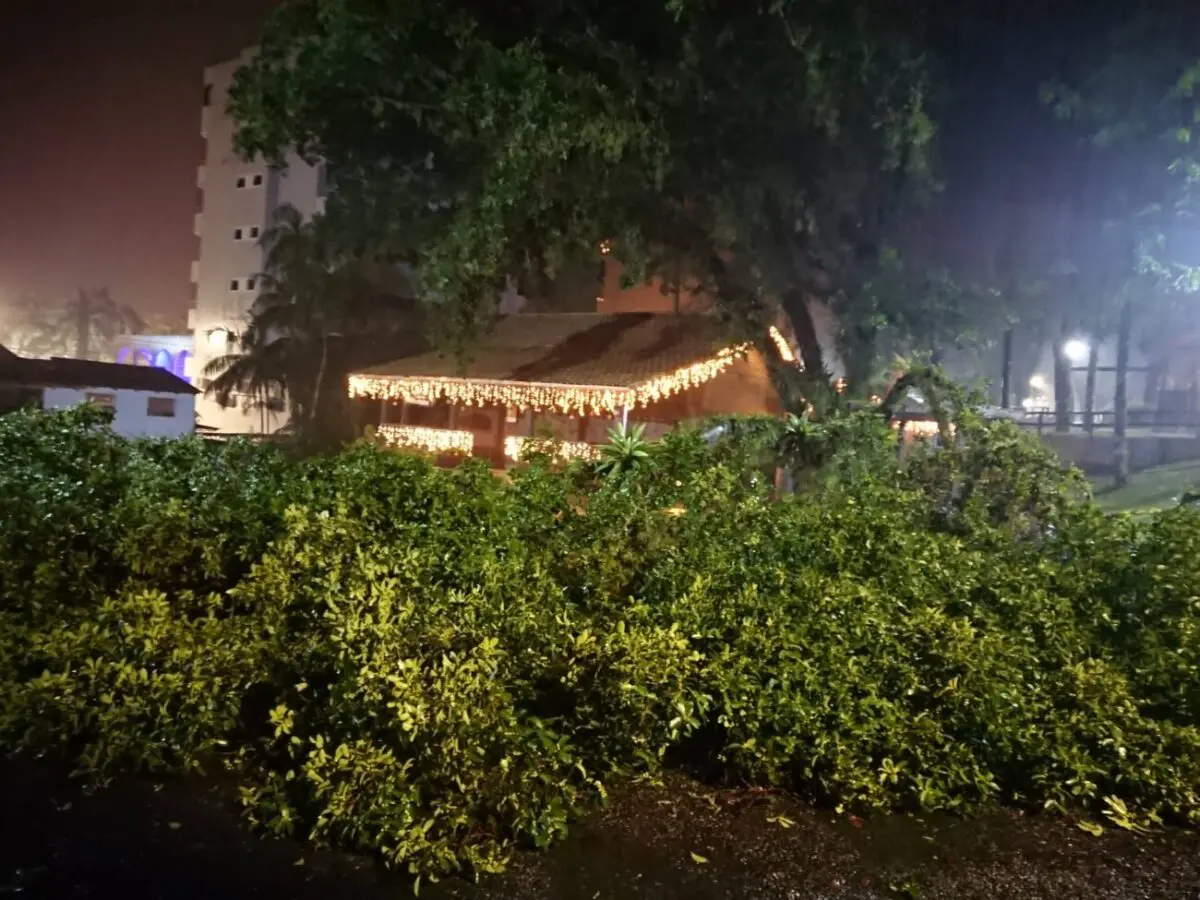 Chuvas: árvore cai sobre carros em Nova Veneza