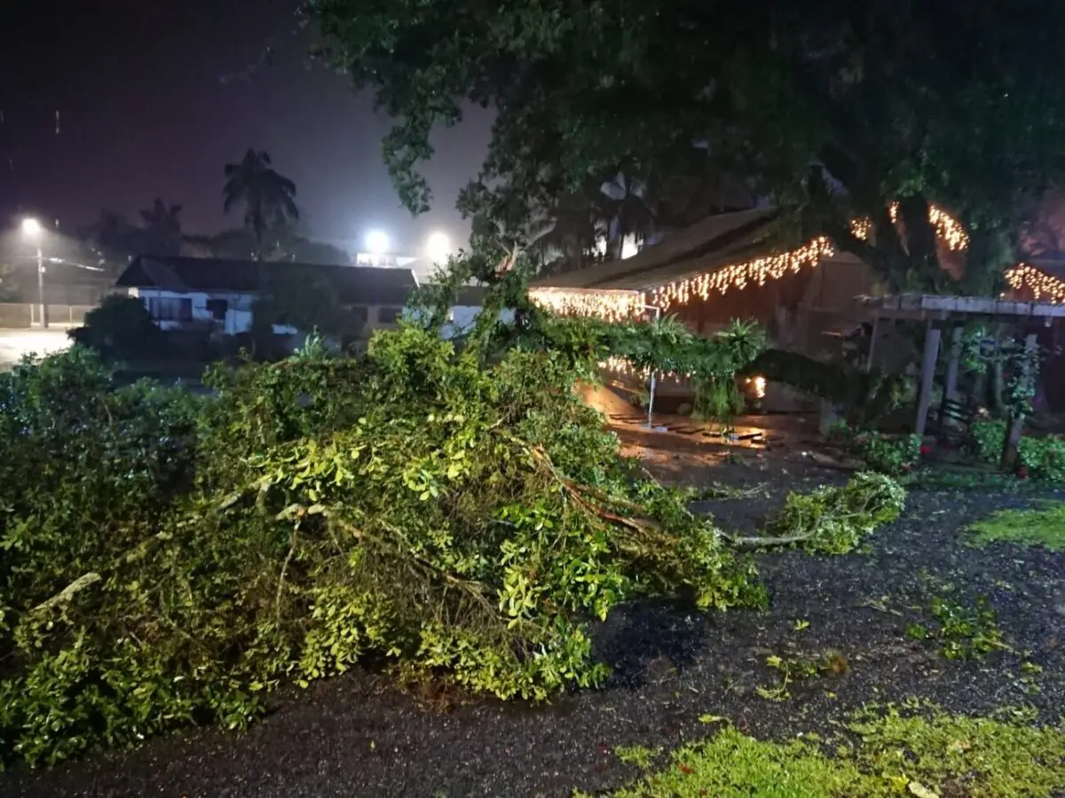 Chuvas: árvore cai sobre carros em Nova Veneza