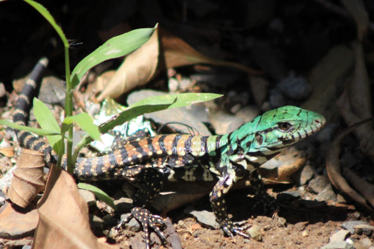 É época de lagarto 3 Salvator merianae, chamado popularmente na nossa região de teiú, lagarto-de-papo-amarelo.