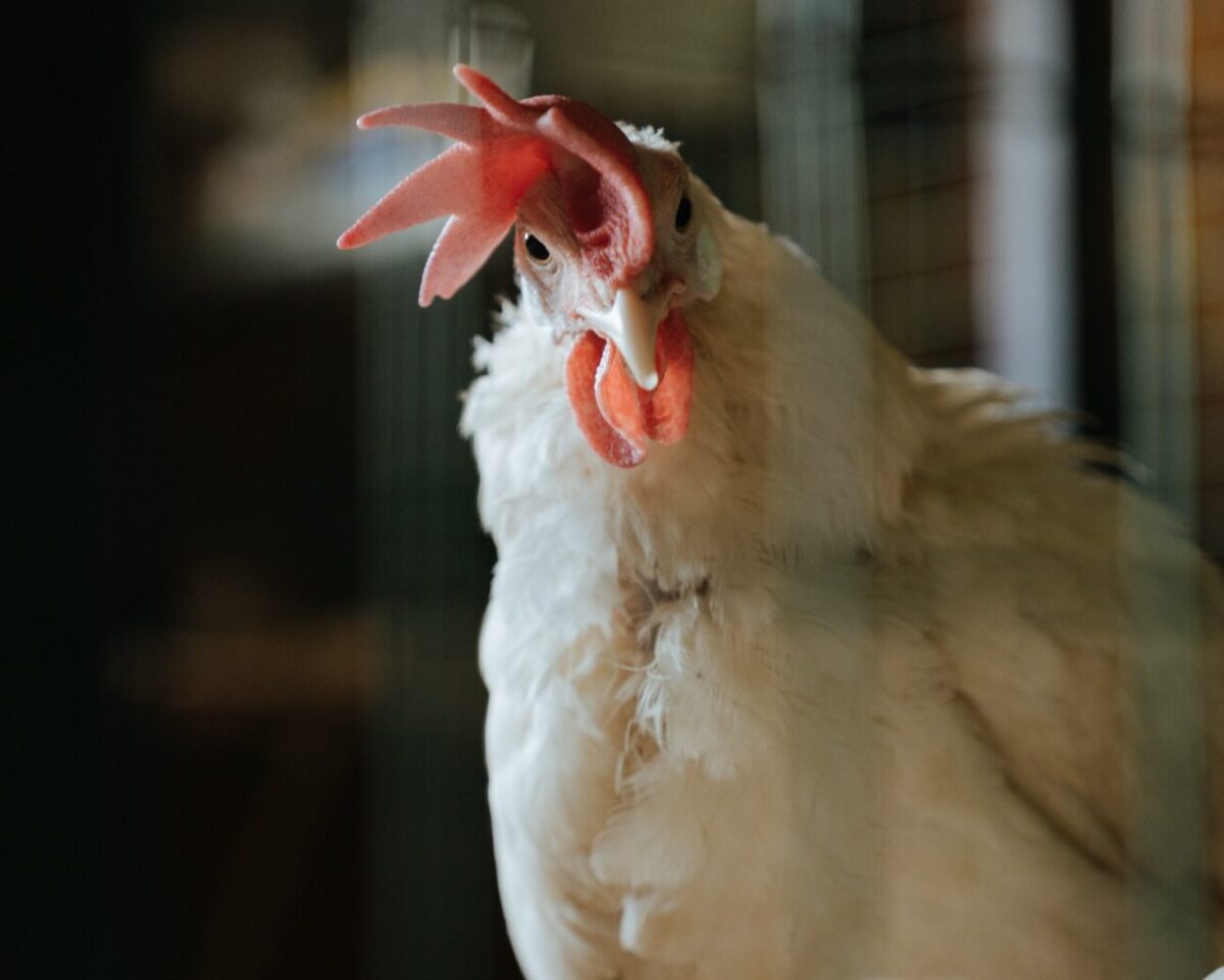 SC registra alta de 27,8% no faturamento com exportações de carne de frango 1 Carne de frango