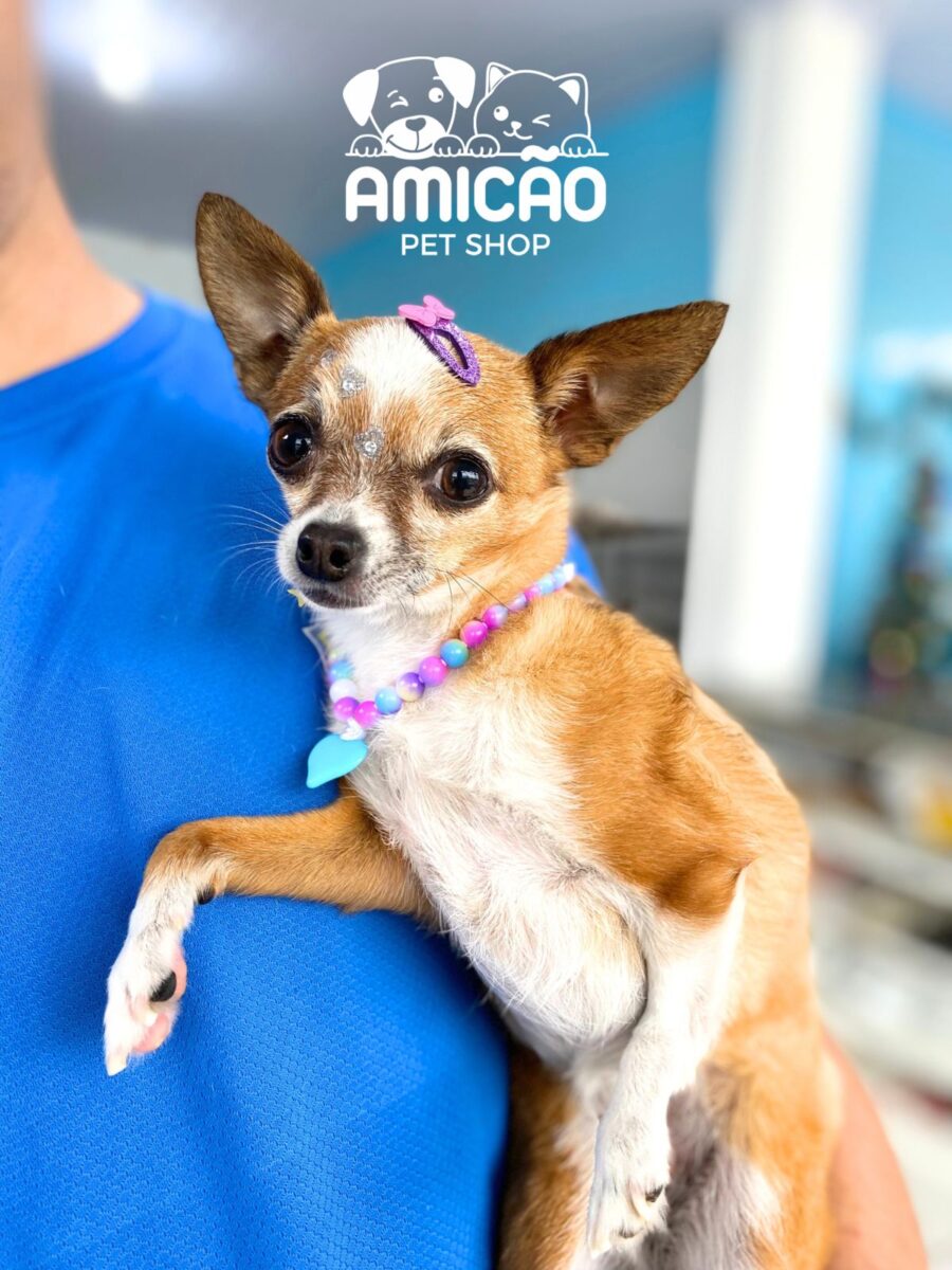 Amicão Pet Shop alia cuidado e carinho para o seu pet no Centro da cidade 1 Amicão Pet Shop alia cuidado e carinho para o seu pet no Centro da cidade