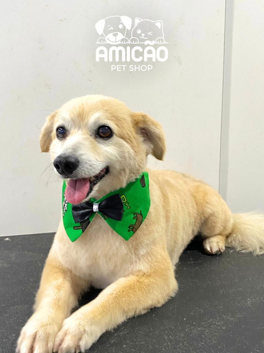 Amicão Pet Shop alia cuidado e carinho para o seu pet no Centro da cidade 4 Amicão Pet Shop alia cuidado e carinho para o seu pet no Centro da cidade
