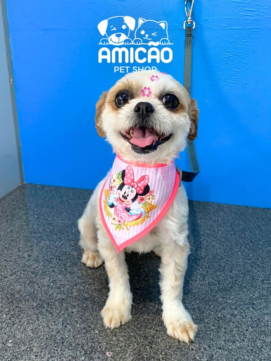 Amicão Pet Shop alia cuidado e carinho para o seu pet no Centro da cidade 3 Amicão Pet Shop alia cuidado e carinho para o seu pet no Centro da cidade