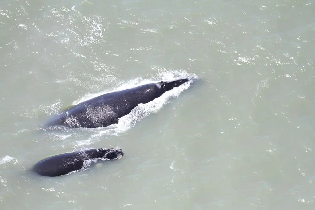 Sobrevoo registra 14 baleias-francas na costa catarinense no último domingo