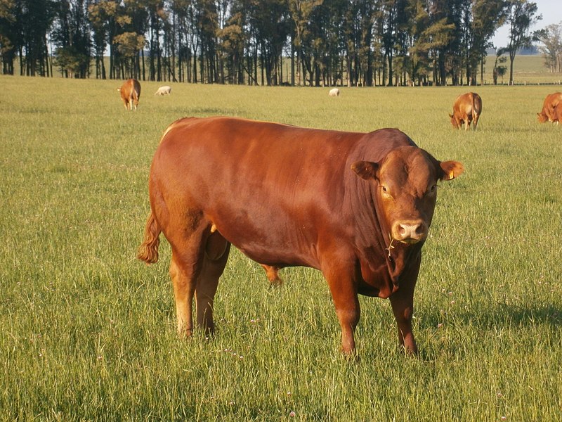 TJ confirma condenação para homem que furtou novilho red angus para carneá-lo em casa 1 TJ confirma condenação para homem que furtou novilho red angus para carneá-lo em casa