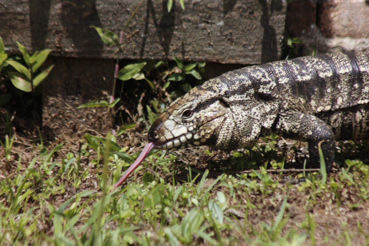 É época de lagarto 1 É época de lagarto