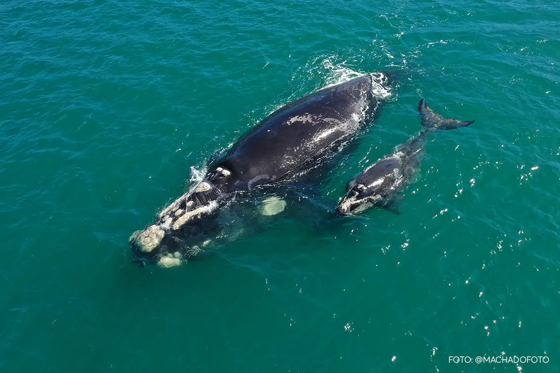 Baleia Franca em Garopaba em Santa Catarina