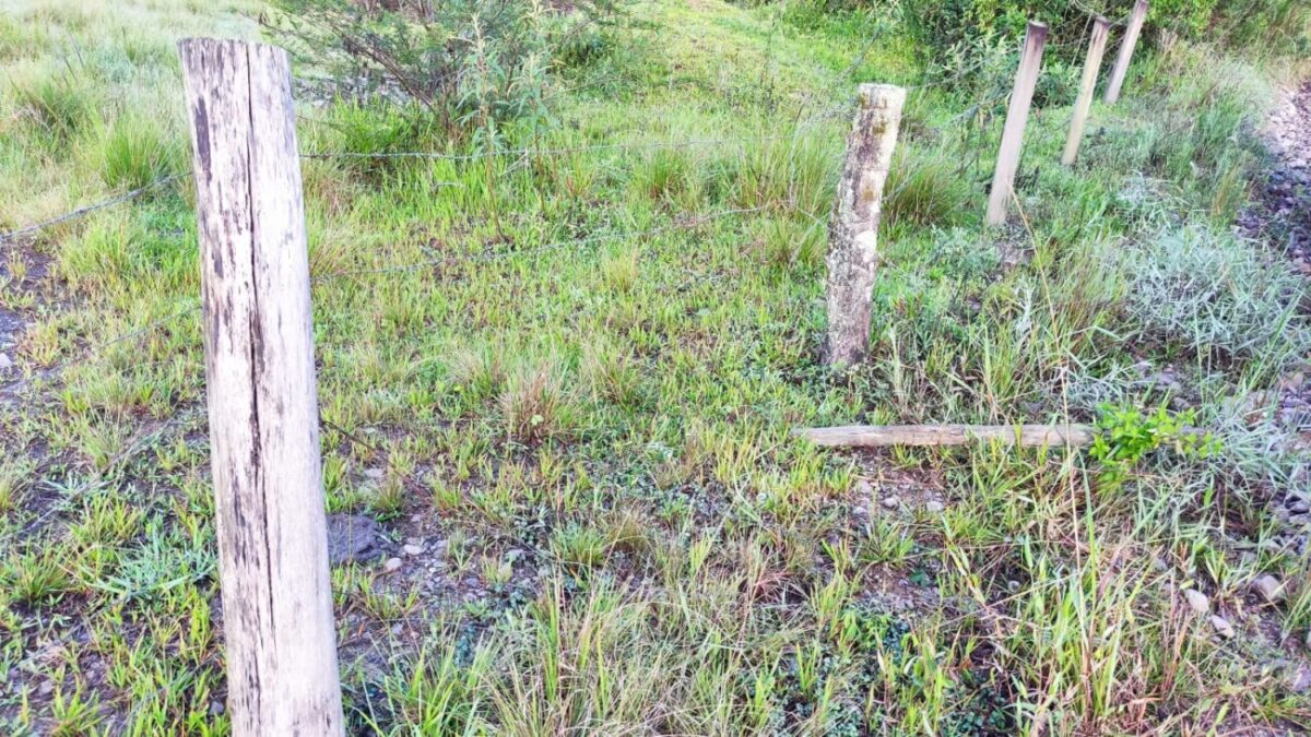 Abigeato: vaca é furtada e morta na comunidade de São Francisco 2 Abigeato: vaca é furtada e morta na comunidade de São Francisco