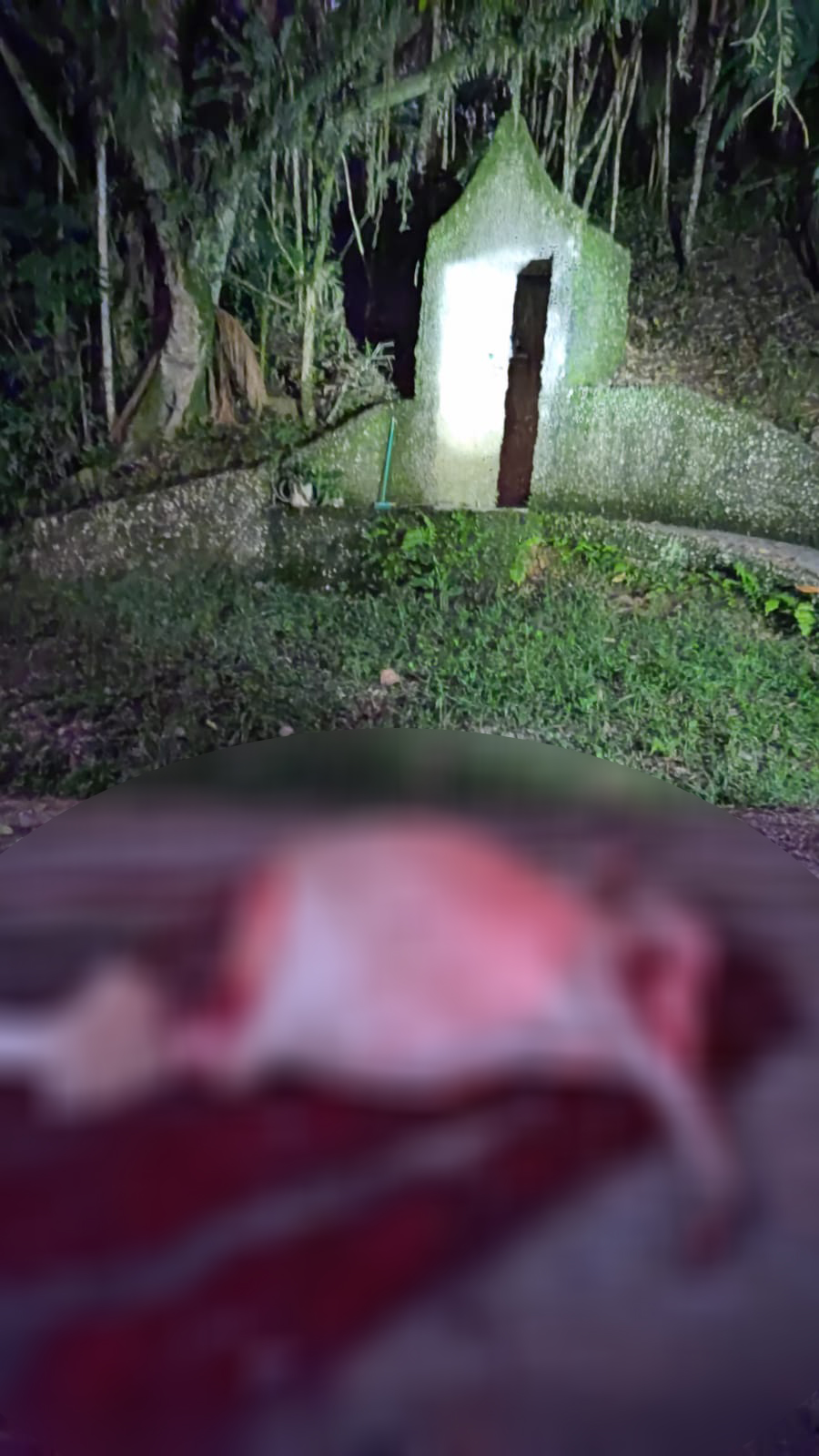 Abigeato: vaca é furtada e morta na comunidade de São Francisco 1 Abigeato: vaca é furtada e morta na comunidade de São Francisco