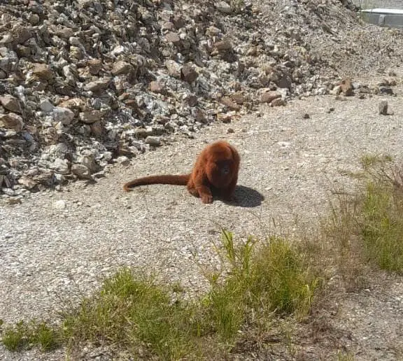 Macaco avistado em São Bento Alto pode estar com Febre Amarela