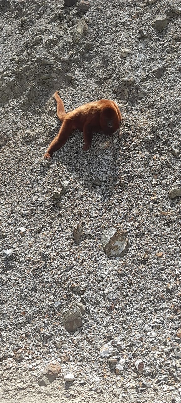 Macaco avistado em São Bento Alto pode estar com Febre Amarela 2 Macaco avistado em São Bento Alto pode estar com Febre Amarela