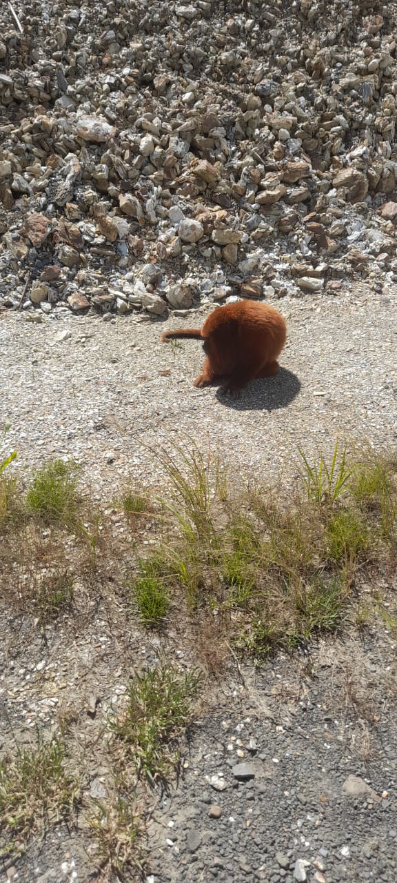Macaco avistado em São Bento Alto pode estar com Febre Amarela 1 Macaco avistado em São Bento Alto pode estar com Febre Amarela