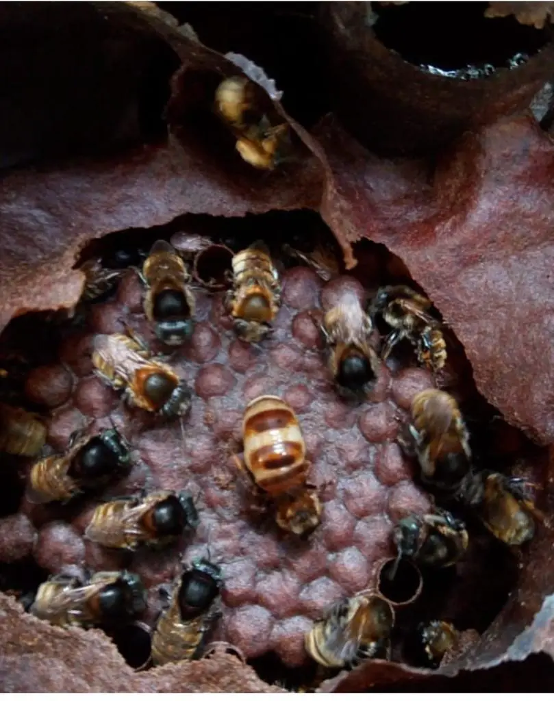 Abelhinhas do Futuro: projeto conscientiza crianças sobre a importância das abelhas sem ferrão