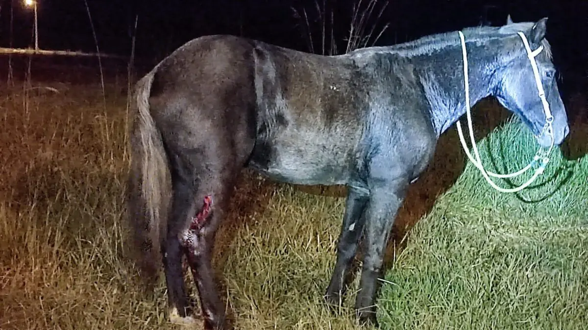 Cavaleira e cavalo ficam feridos em atropelamento no interior de Nova Veneza