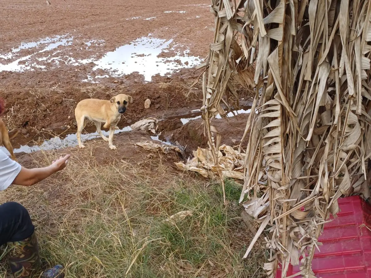 Maus-tratos: 17 cães abandonados são resgatados no São Bento Baixo