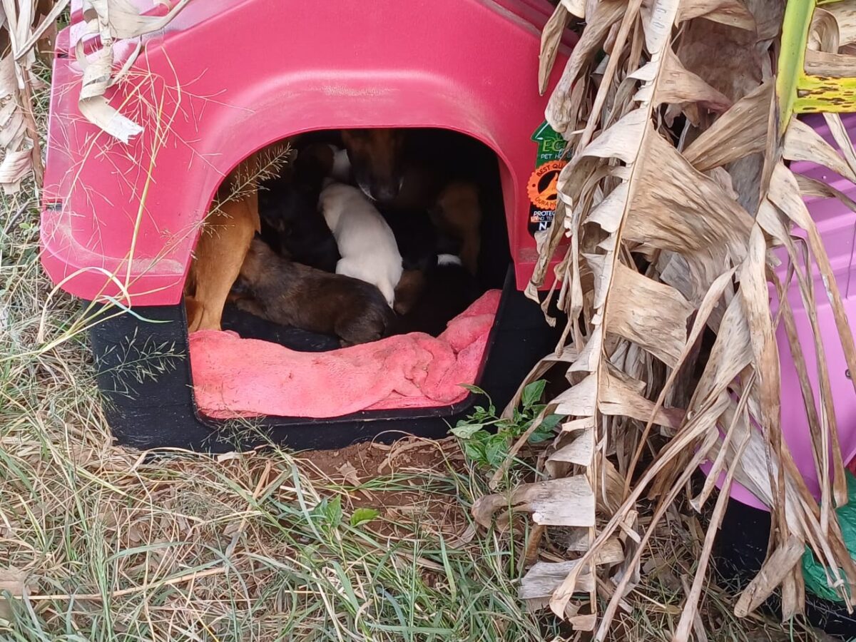 Maus-tratos: 17 cães abandonados são resgatados no São Bento Baixo 3 Maus-tratos: 17 cães abandonados são resgatados no São Bento Baixo