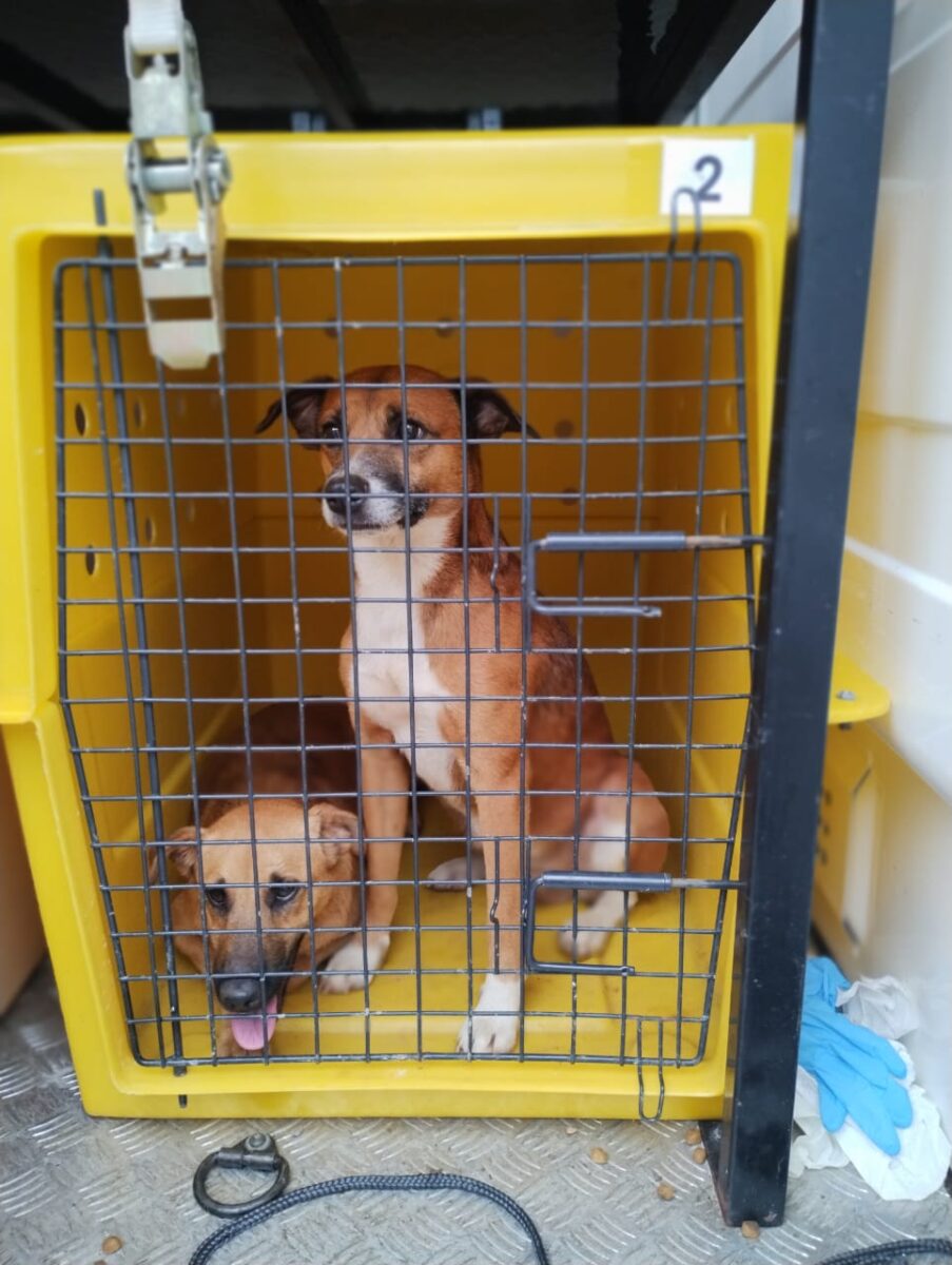 Maus-tratos: 17 cães abandonados são resgatados no São Bento Baixo 4 Maus-tratos: 17 cães abandonados são resgatados no São Bento Baixo