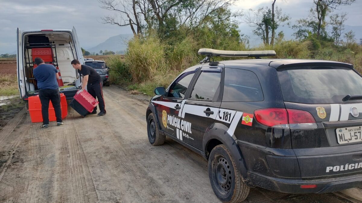Maus-tratos: 17 cães abandonados são resgatados no São Bento Baixo 5 Maus-tratos: 17 cães abandonados são resgatados no São Bento Baixo
