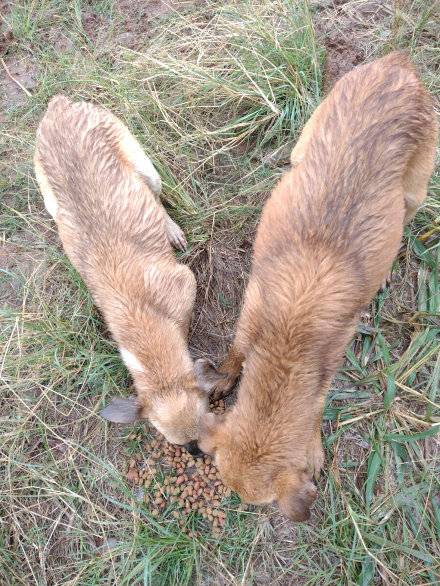 Maus-tratos: 17 cães abandonados são resgatados no São Bento Baixo 6 Maus-tratos: 17 cães abandonados são resgatados no São Bento Baixo