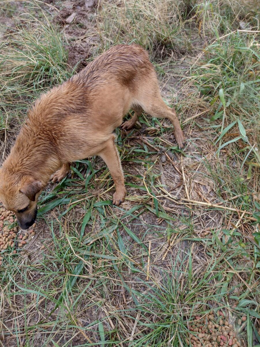 Maus-tratos: 17 cães abandonados são resgatados no São Bento Baixo 8 Maus-tratos: 17 cães abandonados são resgatados no São Bento Baixo