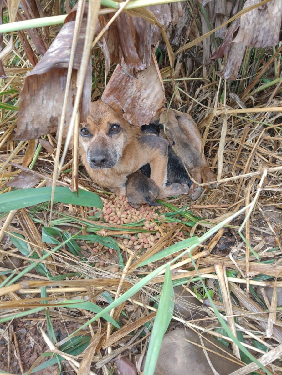 Maus-tratos: 17 cães abandonados são resgatados no São Bento Baixo 9 Maus-tratos: 17 cães abandonados são resgatados no São Bento Baixo