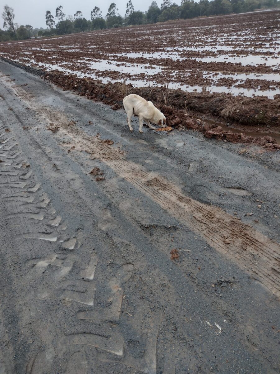 Maus-tratos: 17 cães abandonados são resgatados no São Bento Baixo 7 Maus-tratos: 17 cães abandonados são resgatados no São Bento Baixo