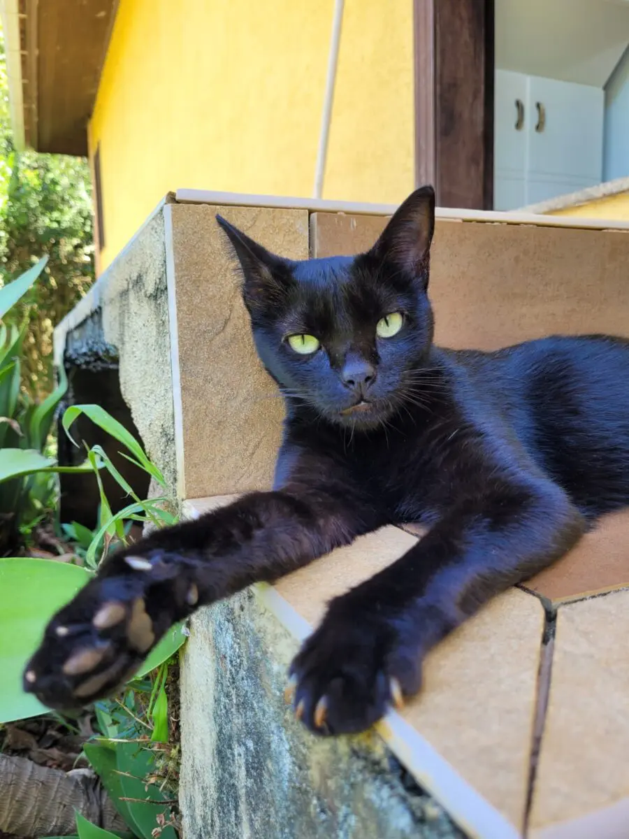 Nova Veneza fora do radar de doença transmitida por gatos que está se alastrando no país