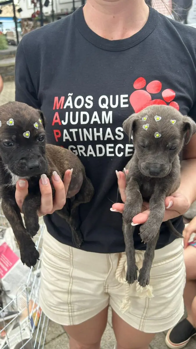 Paella Solidária do Bistek e da Ong MAPA promete ajudar animais de Nova Veneza