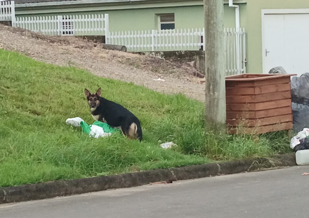 Crescente problema de abandono de animais gera risco para moradores de Nova Veneza 1 Crescente problema de abandono de animais gera risco para moradores de Nova Veneza