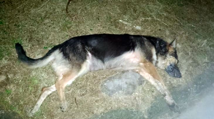 Aumentam casos de envenenamento de cães e protetora oferece recompensa para quem tiver informações sobre crimes 1 Aumentam casos de envenenamento de cães e protetora oferece recompensa para quem tiver informações sobre crimes
