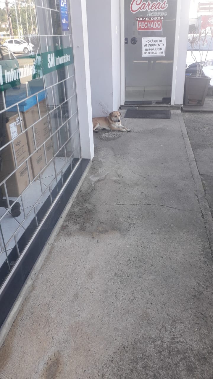 Indicação do vereador Zelindo Moretto propõe recolhimento de cães de rua em Nova Veneza 2 Indicação do vereador Zelindo Moretto propõe recolhimento de cães de rua em Nova Veneza